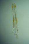 Metzneria neuropterella
