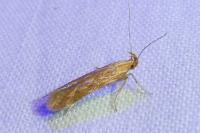Metzneria aestivella
