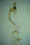Coleophora valesianella
