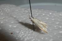 Coleophora valesianella