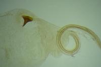 Blastobasis glandulella