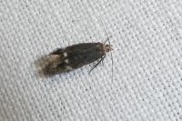 Aproaerema suecicella