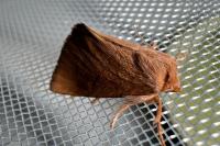 Hoyosia codeti