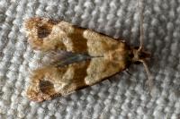 Phalonidia contractana