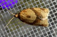 Clepsis consimilana