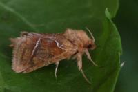 Triodia sylvina