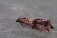 Celypha striana