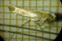 Argyresthia semitestacella