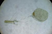 Argyresthia semitestacella