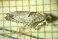 Epinotia ramella