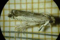 Epinotia ramella