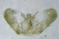 Epinotia ramella
