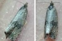 Celypha striana