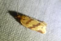 Clepsis pallidana