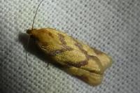 Clepsis pallidana