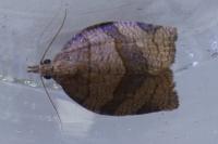 Pandemis dumetana