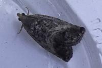 Cydia splendana