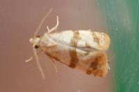 Phalonidia contractana