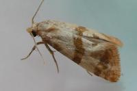 Phalonidia contractana