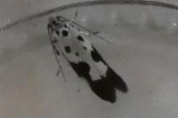 Ethmia quadrillella