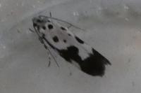Ethmia quadrillella