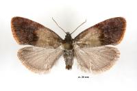 Pelatea klugiana