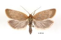 Clepsis unicolorana