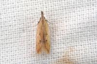 Dichomeris acuminata