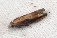 Eucosma obumbratana