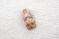 Phalonidia contractana