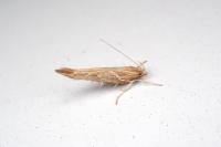 Pyroderces argyrogrammos