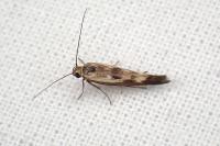 Scythris limbella