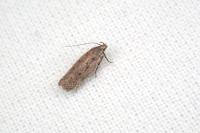 Bryotropha pallorella