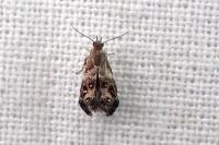 Tebenna micalis