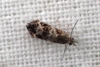 Tebenna micalis