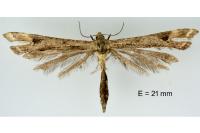 Platyptilia gonodactyla