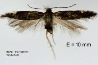 Aproaerema anthyllidella