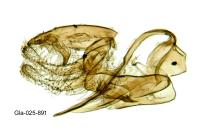 Aproaerema anthyllidella