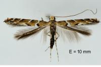 Acrocercops brongniardella