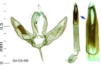 Acrocercops brongniardella