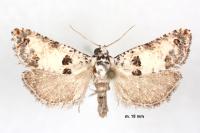 Epinotia dalmatana