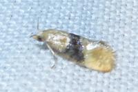 Eupoecilia ambiguella