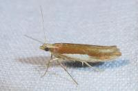 Ypsolopha parenthesella