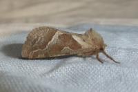 Triodia sylvina