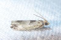 Epinotia ramella