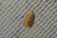 Clepsis consimilana