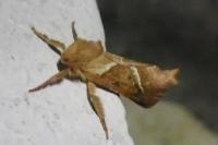 Triodia sylvina