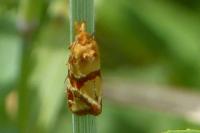 Aethes hartmanniana