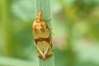 Aethes hartmanniana