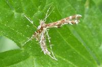 Oxyptilus